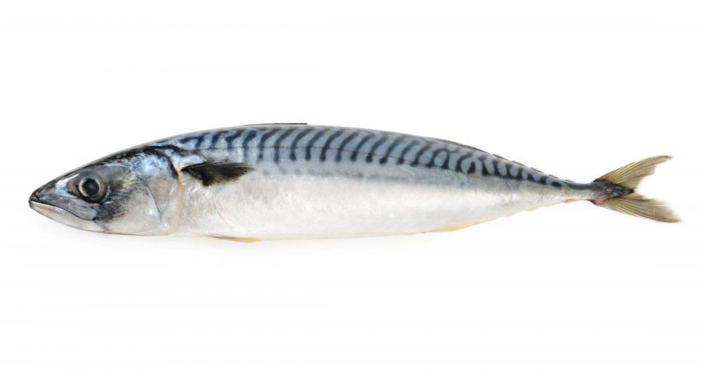 Round Mackerel - Full Size per Gram