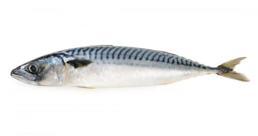 Round Mackerel - Full Size per Gram